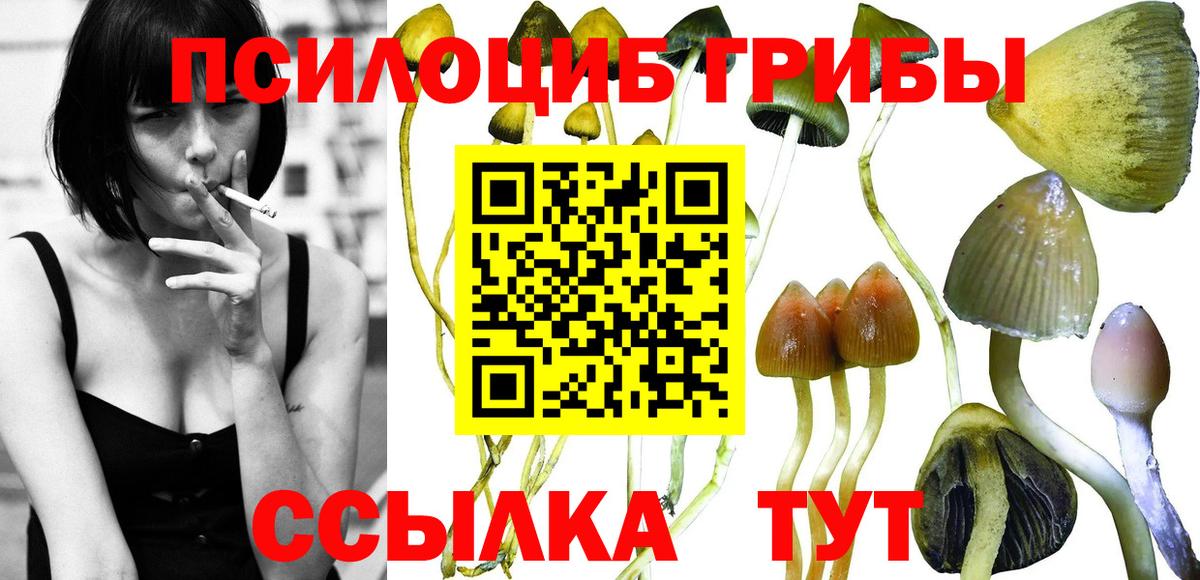 Псилоцибиновые грибы Psilocybine cubensis Торжок
